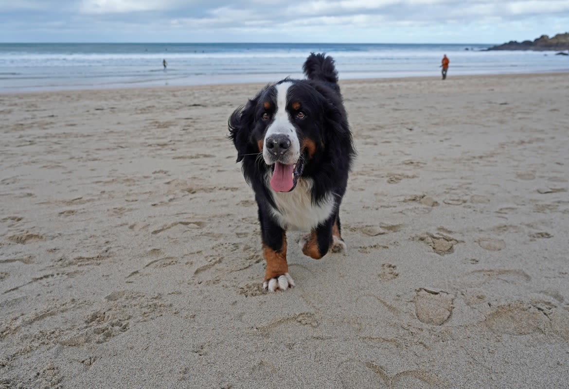 Bernese Mountain Dogs' Paddle Boarding Escapade Is Cuteness Overload