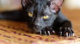 Declawing Cats Provokes a Billion-Dollar Debate