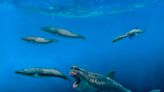 Giant sharks once roamed the seas, feasting on huge meals