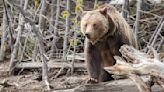 Yellowstone-area grizzly bear linked to fatal mauling euthanized