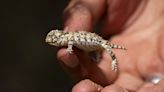 New endangered listing for rare lizard could slow oil and gas drilling in New Mexico and West Texas - WTOP News