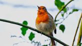 Rural robins ‘get more physically aggressive when exposed to traffic noise’