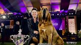 Trumpet the bloodhound wins prestigious Westminster Kennel Club Dog Show