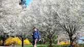 Charlottesville-based state agency purges hundreds of Bradford pear trees from Virginia landscape