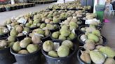 Durian exporters look forward to the release of procedures on exporting fresh durians to China - News
