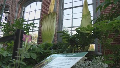 St. Louis' next corpse flower bloom is coming soon. Here's when