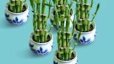 How to Care for Lucky Bamboo