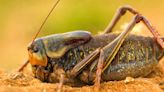 Mormon cricket 'sludge' causes crashes in Nevada