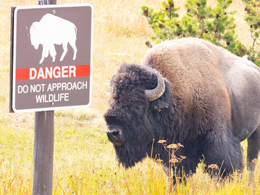 Man accused of kicking bison at Yellowstone National Park is injured by animal and then arrested on alcohol charge