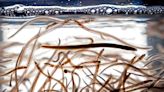 DFO considers cuts to commercial elver quotas to boost First Nations access