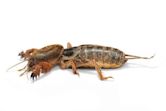 Mole cricket