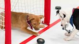 Who’s a good boy on the power play: NHL to debut ‘Stanley Pup’ special