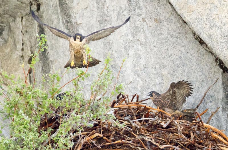 Once-Endangered Peregrine Falcons Flying High in Yosemite National Park as Number of Breeding Pairs Have Doubled Since 2009