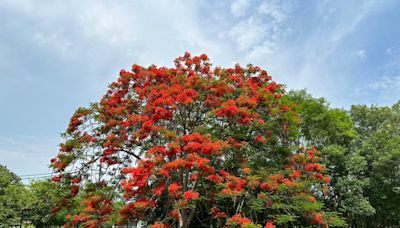 迎接鳳凰花季 台南山上花園水道博物館處處花傘令人驚豔