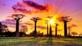 Decoding the Mysterious Origins of Baobab Trees