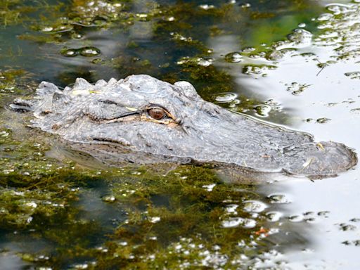 Mississippi alligator season 2024: What to know before you apply for a permit