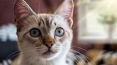 Cats can recognize names and faces of their feline friends, says new Japanese study