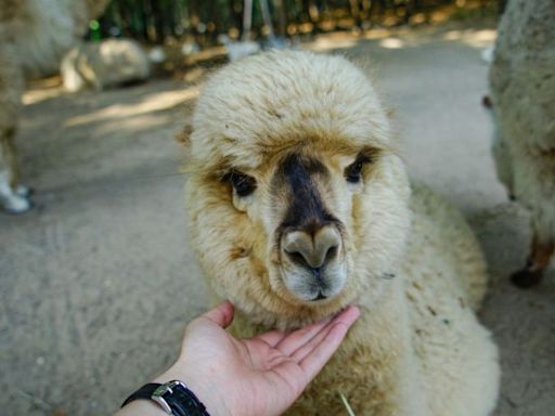 Hedrick’s hosting annual Baby Animal Festival in Nickerson Saturday