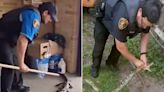 La. Police Officer Wrangles a 'Very Large' Snake and an Alligator on the Job in the Same Week