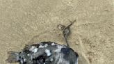 Beachcombers Discover Rare, Deep-Sea Anglerfish Washed Up on Oregon Coast