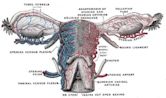 Uterine vein