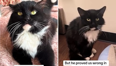 Stray cat shot with a BB gun finds forever home and learns to trust again