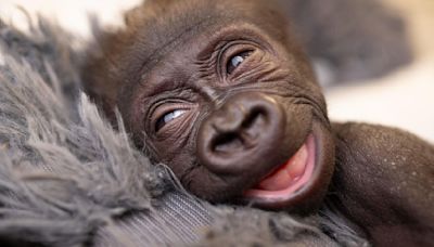 Fort Worth Zoo's baby gorilla born via emergency c-section getting transferred to Cleveland