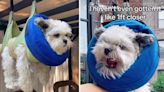 A dog's dramatic reaction to his owner's attempts to trim his nails has captivated TikTok users