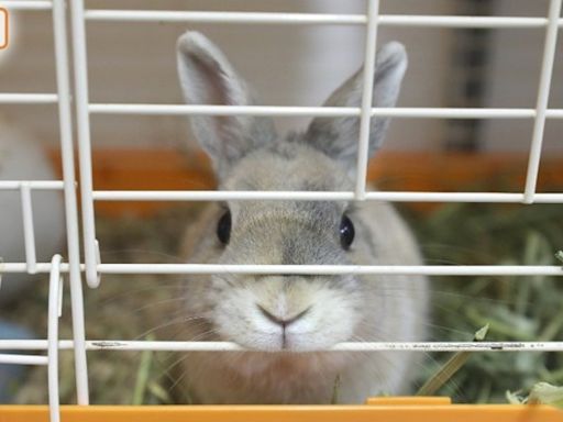 啟德商場周末辦寵物領養日 市民可親身接觸兔子及爬蟲類
