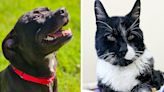 Pets of the week: Zofia is willing to learn new things. Oreo Cookie likes to observe