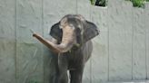 World's Oldest Elephant Dies Alone in Captivity