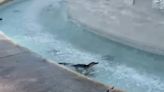 Watch: Baby gator beats the heat in Florida fountain
