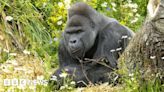 Welfare of gorillas 'top priority', says Bristol Zoo Project