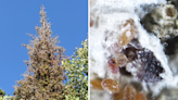 Utah warned of tree-deforming insect infestation