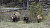 Beyond Local: Parks Canada keeping gate at Jasper lake closed for grizzly family