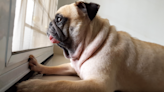 Funny Pug Wails Like a Baby After Seeing Mom Arrive Home From Work