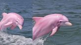 These Pictures Of Rare Pink Dolphin Will Make You Rub Your Eyes In Disbelief - News18