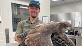 Tennessee wildlife officer rescues bald eagle from Douglas Lake