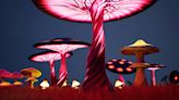 Les champignons hallucinogènes ont peut-être façonné notre conscience