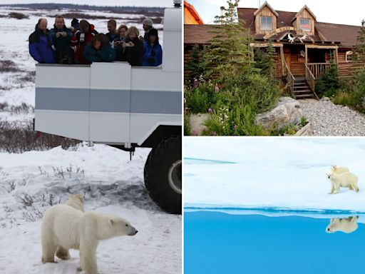 Killer instinct: Polar bear safaris put travelers in touch with a dying breed