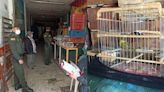 Rescataron a 41 aves en una vivienda de Cartagena: iban a hacer parte del tráfico de fauna silvestre