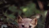 Smith: A marten on Madeline Island is part of positive trend for endangered species