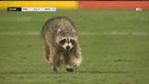 狂奔161秒！浣熊誤闖MLS比賽爆紅 將發行「浣熊球員卡」