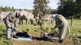 Jubilee scheme extended for people to plant trees in memory of the Queen