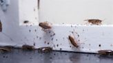 How to banish common household pests: from wasps to weevils