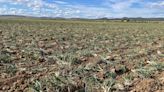 “Cultivar para tirar”: 50 millones de litros de agua para regar plantaciones de calçots en Yecla que se han quedado sin recoger