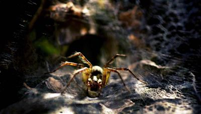 These are 5 of the biggest types of spiders in SC, how huge they get and if they’re dangerous