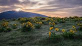 Where the wildflowers are: Rowena Crest and Tom McCall Preserve a plateau of color