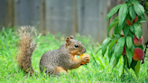 How to keep squirrels out of your garden