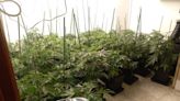 Los Mossos detienen a cinco personas y desmantelan 800 plantas de marihuana en Alella